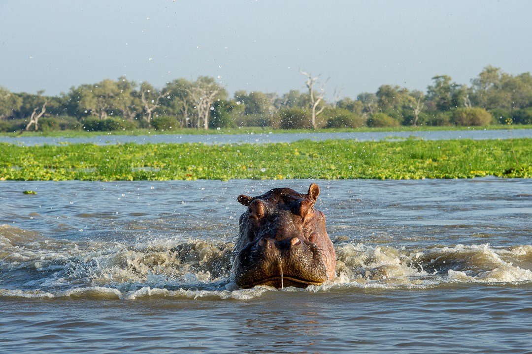 Selous (Nyerere) Game Reserve Day Safari