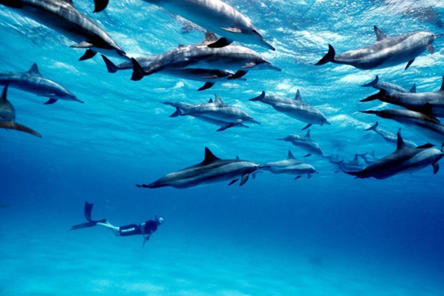 Dolphin Tour