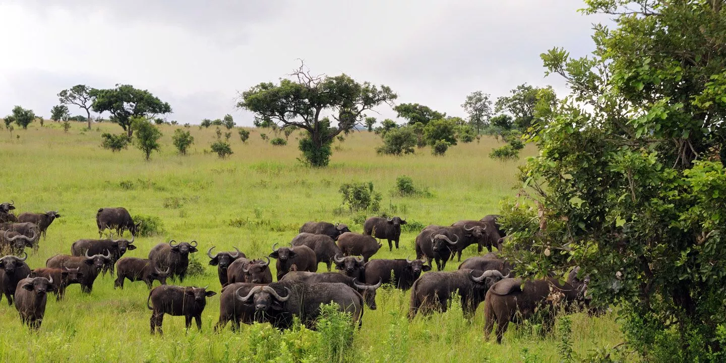 Mikumi National Park Safari