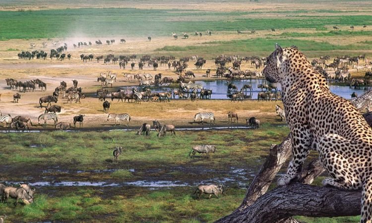 Ngorongoro Crater Day Safari