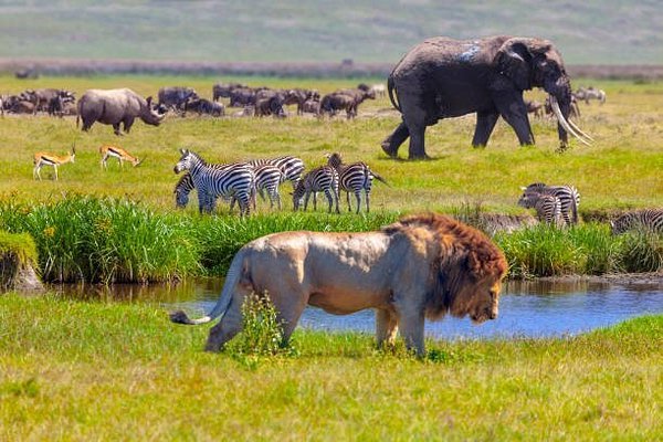 Serengeti National Park Safari